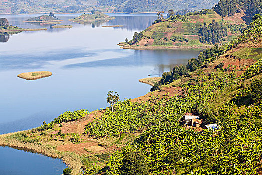 湖,靠近,乌干达,海岸线,陆地,种植,车前草