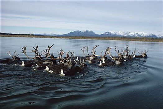 北美驯鹿,驯鹿属,群,游泳,迁徙,河,阿拉斯加