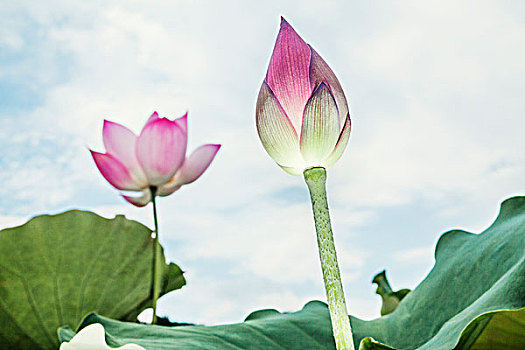 特写,粉色,莲花,中国