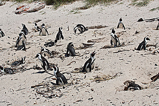 黑脚企鹅,群,遮蔽,蛋,太阳,漂石,海滩,开普敦,西海角,南非