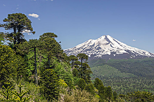 智利松,火山,国家公园,区域,智利,南美