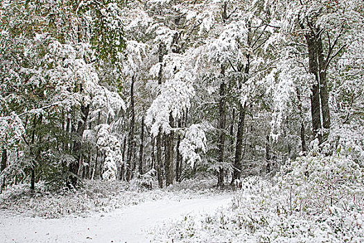 早,初冬,落叶树,秋色,雪,黑森州,德国,欧洲