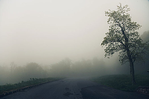树,道路,雾,弗吉尼亚,美国