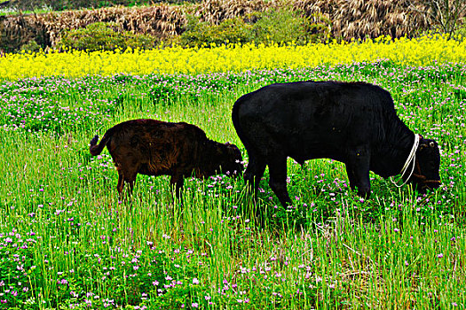 鲜花草地牧牛
