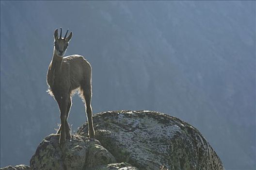 岩羚羊,臆羚,站立,石台,逆光,伯恩,瑞士