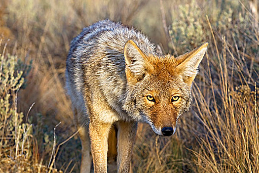 丛林狼,犬属,黄石国家公园,美国