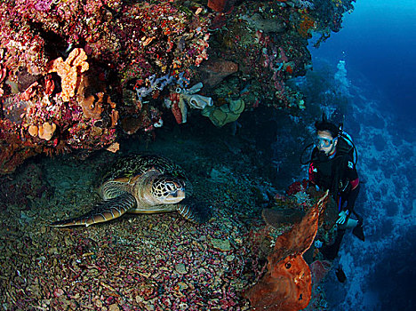 潜水,海龟,万鸦老,北苏拉威西省,印度尼西亚