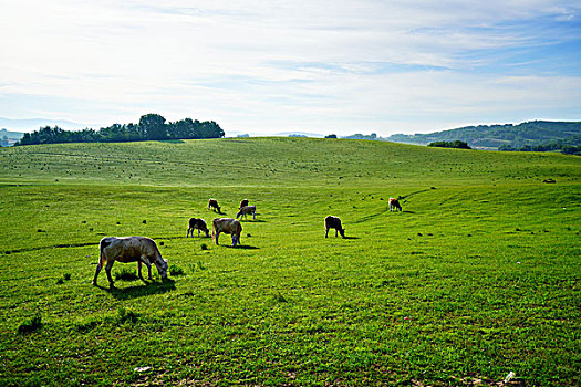 草原,牧场,旷野,内蒙古