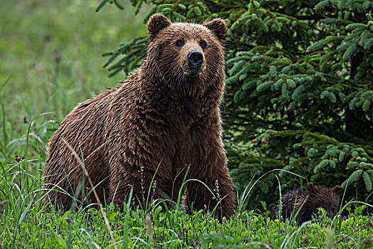 美国,东南阿拉斯加,棕熊