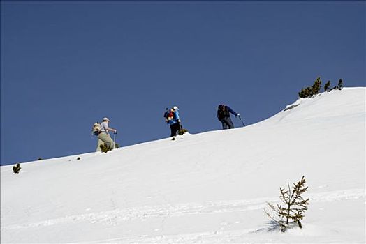 登山者,滑雪,攀登,积雪,顶峰,高,高山地区,提洛尔,奥地利,欧洲
