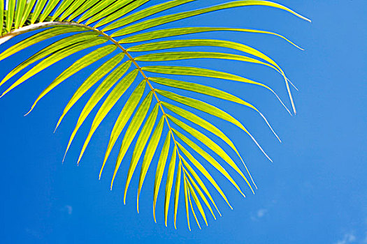 棕榈叶,蓝色背景