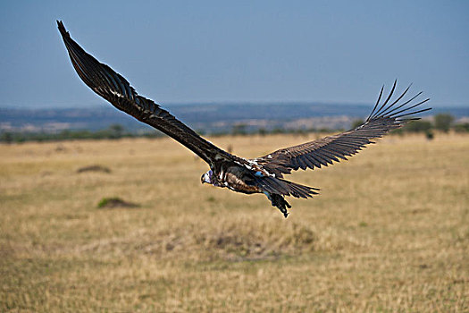 白背兀鹫,白背秃鹫,飞,塞伦盖蒂国家公园,坦桑尼亚,非洲