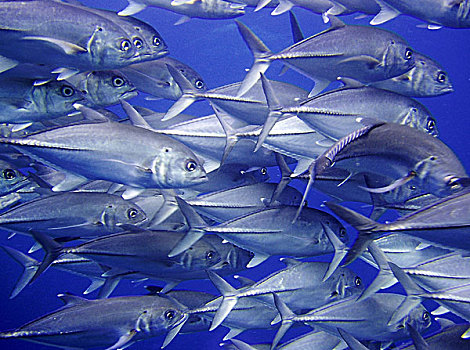 澳大利亚,大堡礁,水下世界,鱼,成群,梭鱼,大,屏障,礁石,珊瑚礁,自然,动物,水下,海洋,雄性动物,侧面,蓝色