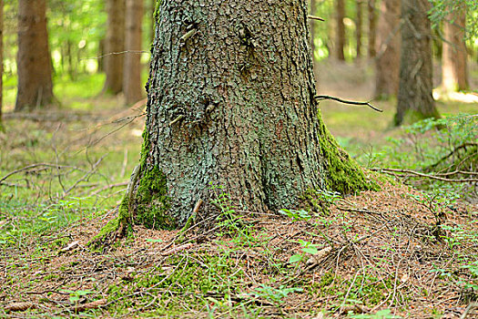 挪威针杉,欧洲云杉,树干