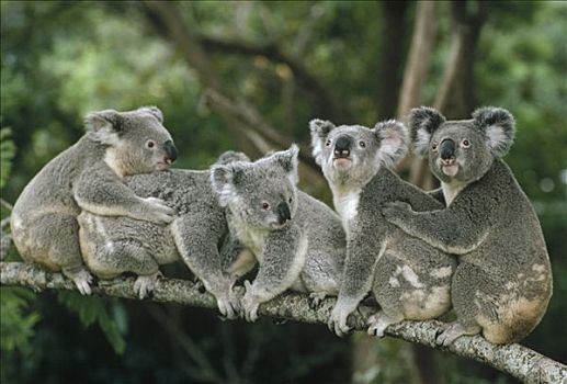 树袋熊,群,坐在树上,布里斯班,澳大利亚