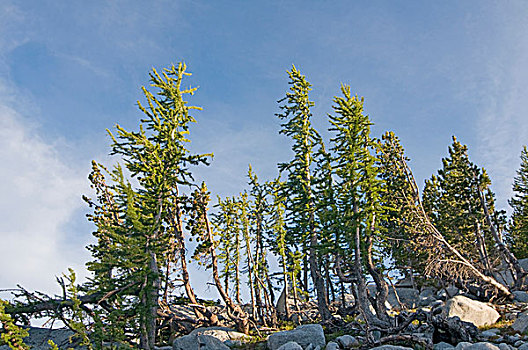 美国,华盛顿,喀斯喀特山脉,国家森林,高山,湖,荒野,站立,落叶松,落叶松属,夏天