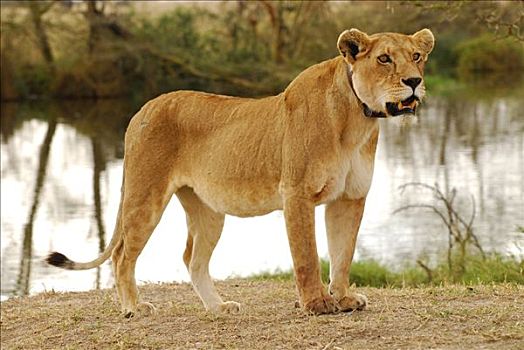雌狮,狮子,发射器,项圈,塞伦盖蒂国家公园,坦桑尼亚,非洲