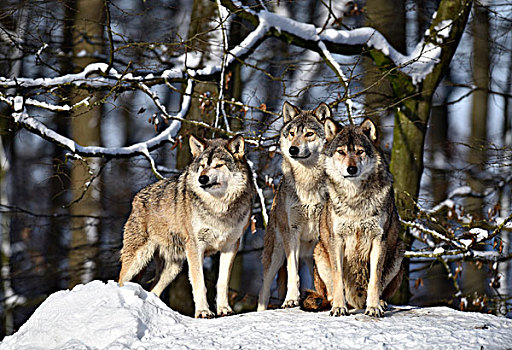 三个,狼,向外看,雪地,俘获,巴登符腾堡,德国,欧洲