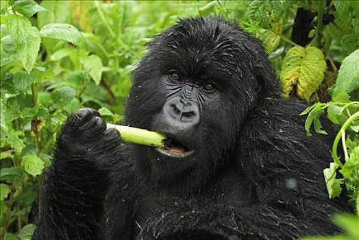 山地大猩猩,大猩猩,吃,火山国家公园,卢旺达
