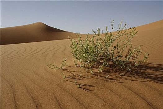 灌木,沙,沙丘,形状,风,却比沙丘,摩洛哥