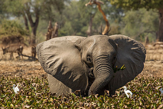 大象,非洲象,津巴布韦