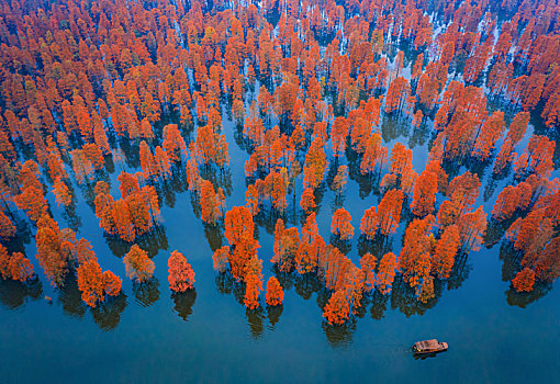 南京六合区和安徽滁州市交界的池杉湖国家森林公园秋季风光