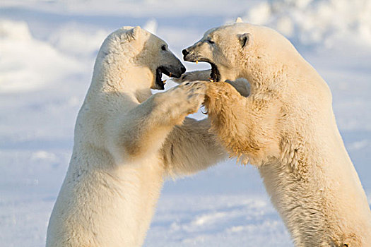 北极熊,打斗,丘吉尔市,野生动物,管理,区域