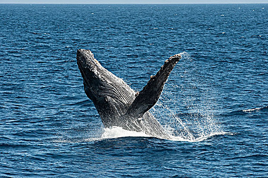 驼背鲸,大翅鲸属,鲸鱼,毛伊岛,夏威夷