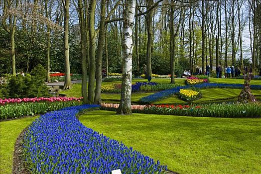花园,麝香兰,葡萄风信子,郁金香,郁金香属,库肯霍夫公园,荷兰,欧洲