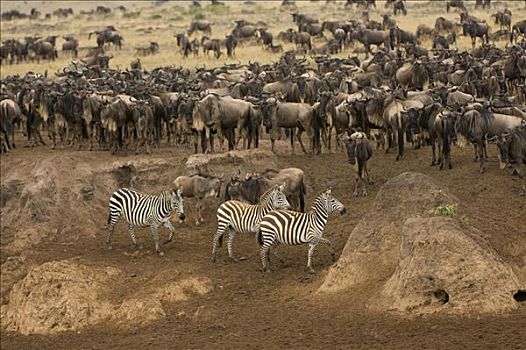 角马,蓝角马,斑马,马拉河,马赛马拉国家公园,肯尼亚,东非