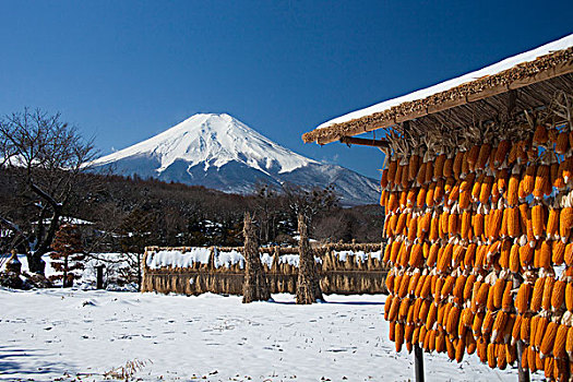 干燥,玉米,雪,富士山