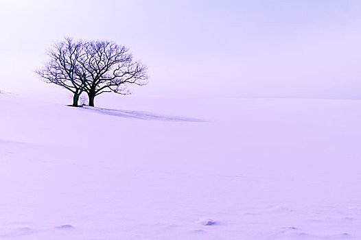 相似,树,雪,山