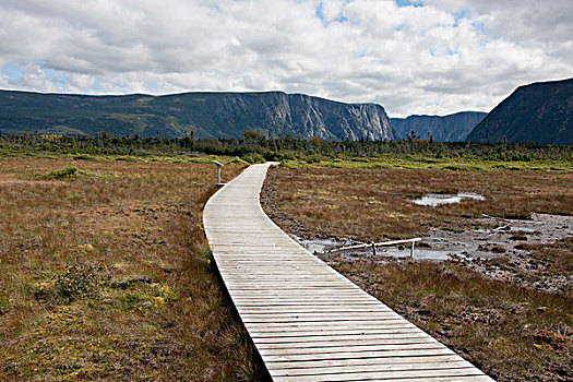 加拿大,纽芬兰,格罗莫讷国家公园,公园,小路,木板路,特色,湿地,大幅,尺寸