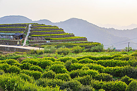 山村,茶园