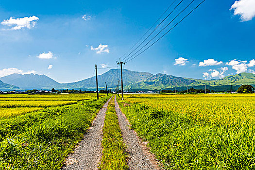 农场,道路,山