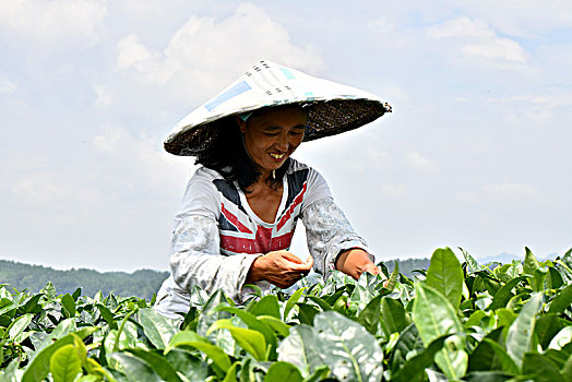 烈日下的采茶工