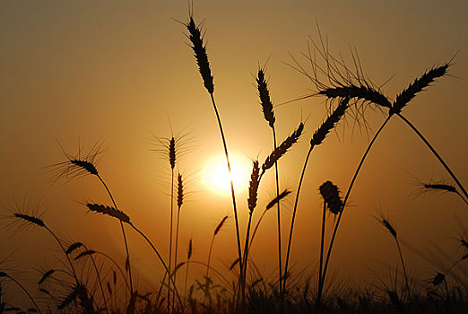 农村麦收季节的田园风光