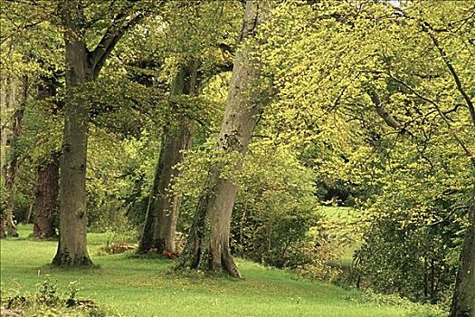 树,树林,蒂帕雷里,蒂珀雷里郡,爱尔兰