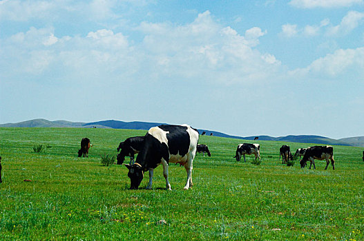 奶牛牧场