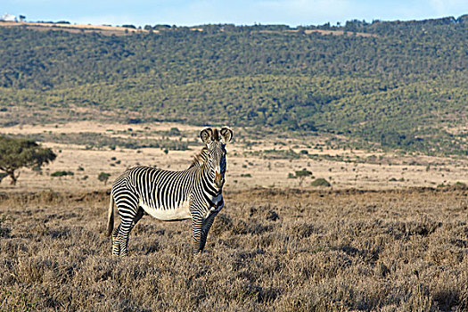 斑马,细纹斑马,莱瓦野生动物保护区,北方,肯尼亚