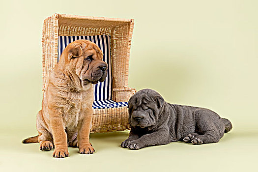 沙皮犬,小狗,8星期大,雄性,彩色,红色,蓝色,微型,沙滩椅