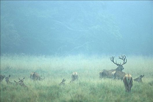 赤鹿,鹿属,鹿,雾,林中空地,西兰岛,丹麦