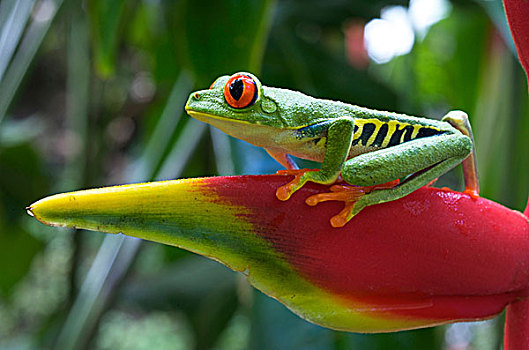 红眼树蛙,树,新热带区,雨林,中美洲,区域,靠近,河,水塘,南方,墨西哥