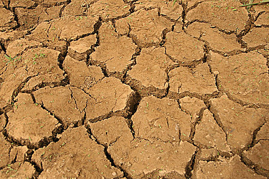 作物,地点,干燥,季节,拉各斯,尼日利亚,二月,2008年