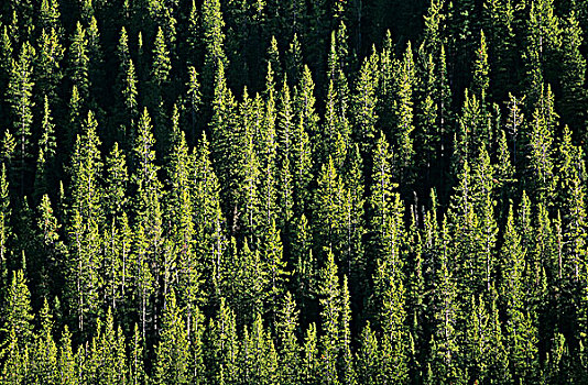 松树,树林,加拿大,落矶山,不列颠哥伦比亚省