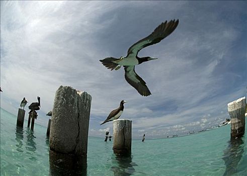 仰视,飞鸟,上方,海洋,洛斯罗克斯群岛,委内瑞拉