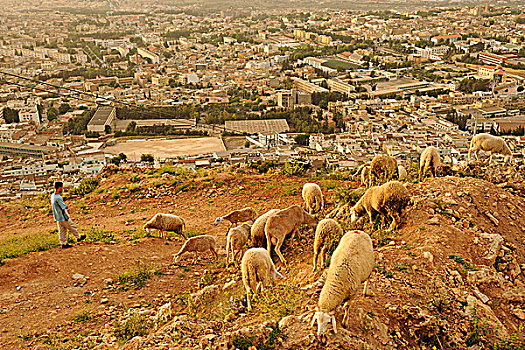 阿尔及利亚,高原,成群,绵羊