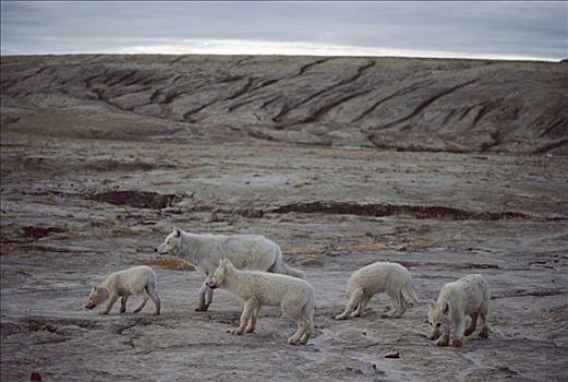 北极狼,狼,成年,四个,幼仔,艾利斯摩尔岛,加拿大
