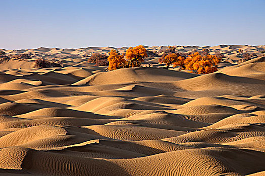 新疆塔克拉玛干沙漠,沙漠胡杨林