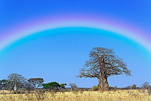 彩虹,非洲,猴面包树,塔兰吉雷国家公园,坦桑尼亚